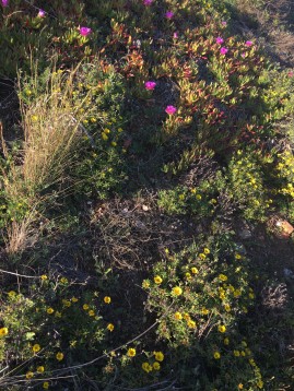 Floral bounty, Andalusia seaside